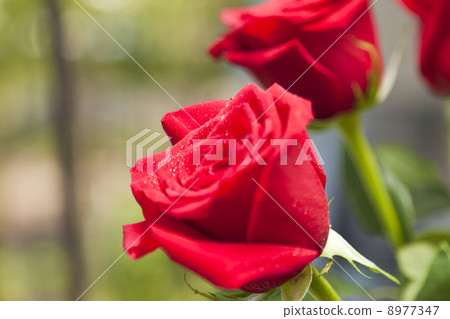Red roses Red roses 8977347