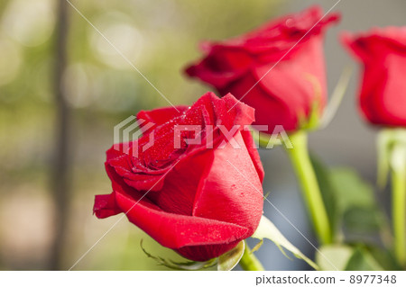 Red roses 8977348