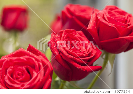 Red roses Red roses 8977354