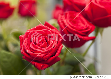 Red roses Red roses 8977355