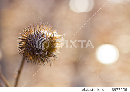 Thistle Thistle 8977356