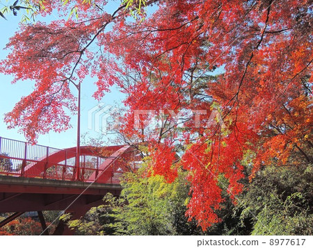 Takado Gorges Takado Bridge and Momiji Takado Gorges Takado Bridge and Momiji 8977617