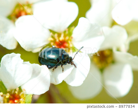 A kind of beetle 8977834