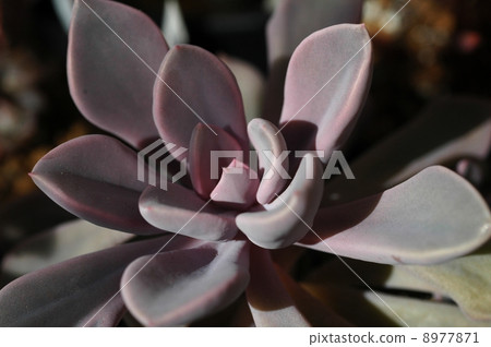 Top Sea Debbie Top Sea Debbie 8977871