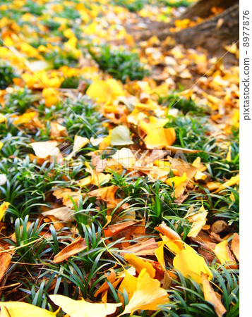 銀杏地毯 8977876