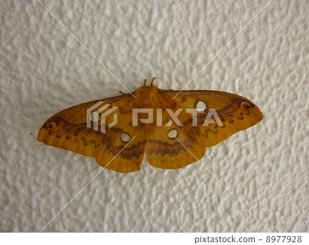 Usta Viga Usta Viga 8977928