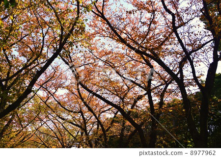 Fall road Fall road 8977962