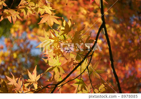 Autumn leaves image Autumn leaves image 8978085