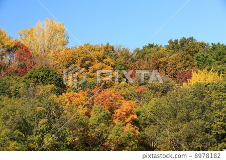 Autumn leaves of Hamamatsu Castle Park 8978182