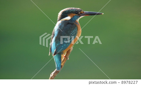 Kingfisher of a pond 8978227
