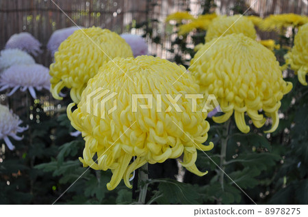 Kameido Tenjin Kikuhana Exhibition 8978275