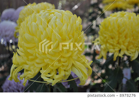 Kameido Tenjin Kikuhana Exhibition 8978276