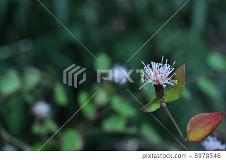 圖庫照片: 管狀花 頭狀花序 森林地被物