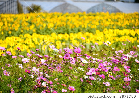 宇宙和向日葵 8978799