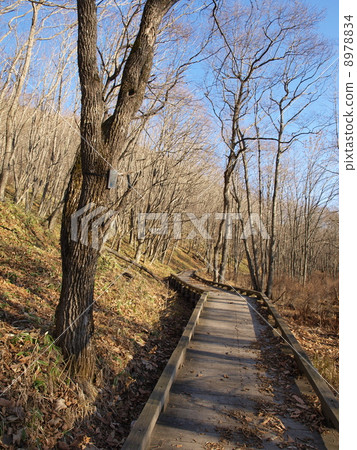 A wood road of the autumn Tako wagon auto camp ground 8978834