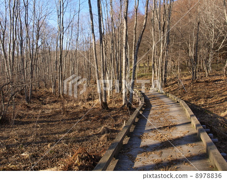A wood road of the autumn Tako wagon auto camp ground 8978836