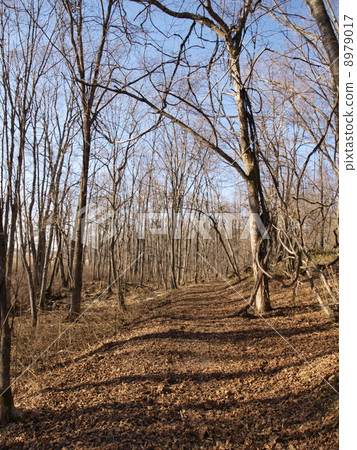 Autumn's Takeokake Autumn's Takeokake 8979017