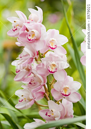 Cymbidium 8979021