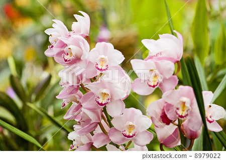 Cymbidium Cymbidium 8979022