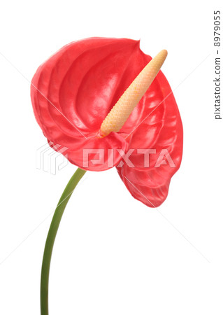 Osheneibuchiwa 8979055