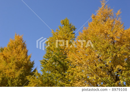 From the scene of the Hachioji ginkgo festival 8979108