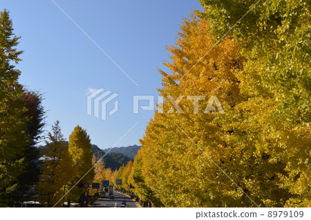 From the scene of the Hachioji ginkgo festival 8979109