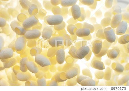 Cocoon image 8979173