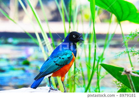 Waterside Tsukino Waterrimuk 8979181