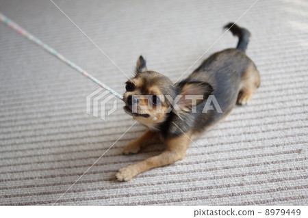 拉起愛子2 8979449