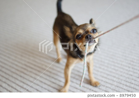 拉起aiko 3 拉起aiko 3 8979450