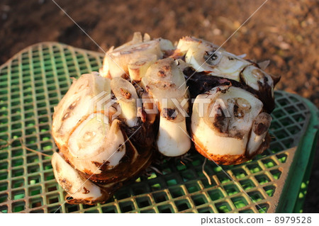 Hakoza potato cleaned after harvesting 8979528