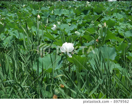 蓮花 蓮花 8979562