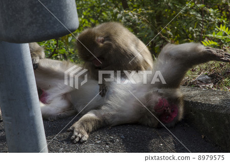 Japanese macaques 8979575