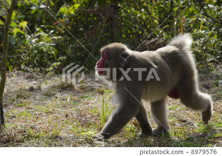 Japanese macaques Japanese macaques 8979576