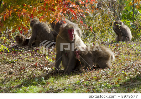 Japanese macaques Japanese macaques 8979577