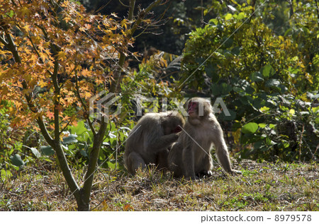 Japanese macaques Japanese macaques 8979578