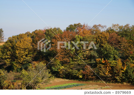 多摩山Satoyama 2的秋天 多摩山Satoyama 2的秋天 8979669