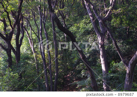 多摩山小澤城遺址森林2 8979687