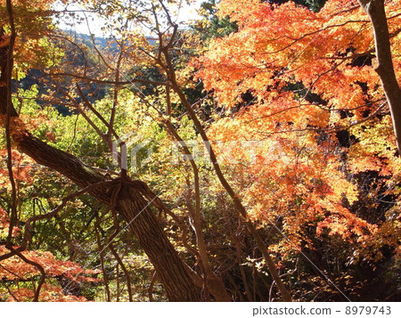 Tanzawa's autumn leaves Tanzawa's autumn leaves 8979743