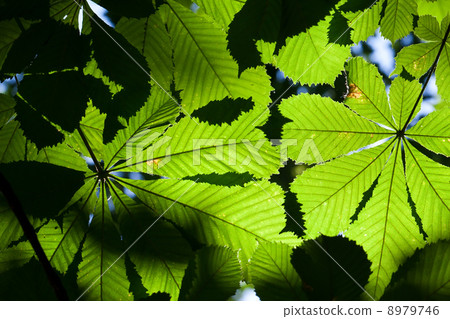 Leaves background 8979746