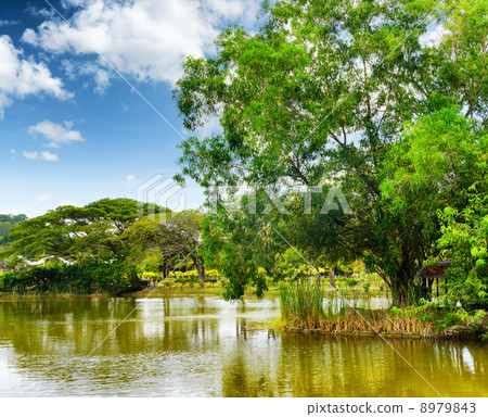 Tranquil pond in summer park 8979843