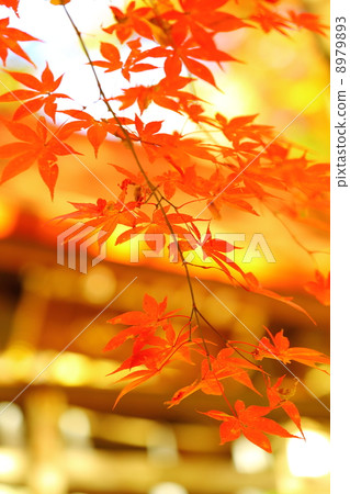 colored leaves of autumn, magnoliophyta, angiosperm 8979893