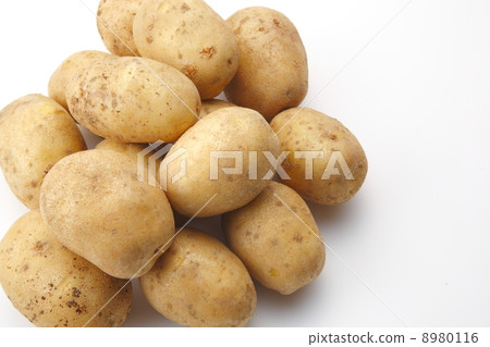 Hokkaido potato (cultivar Matilda) 8980116
