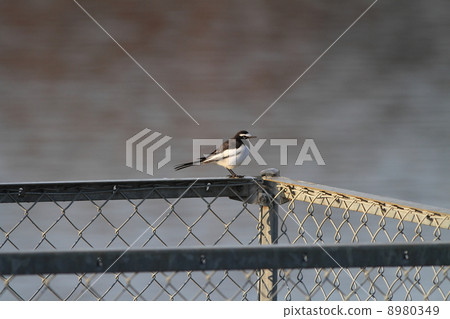 鶺鴒 鶺鴒 8980349