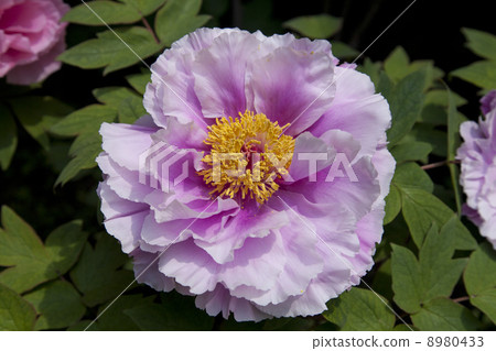Spring peony in Tokyo Ueno Toshogu Shrine 8980433