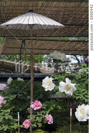 在東京上野Toshogu寺廟的春天牡丹 在東京上野Toshogu寺廟的春天牡丹 8980442