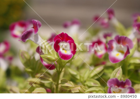 Torenia 8980450