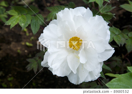 Spring peony in Tokyo Ueno Toshogu Shrine 8980532