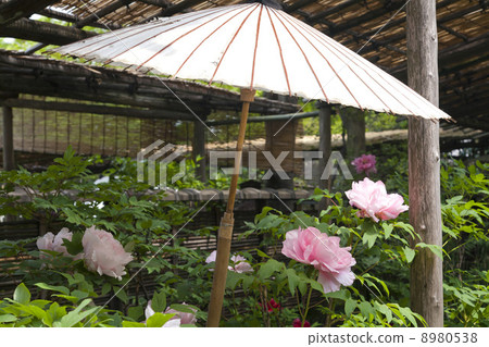 Spring peony in Tokyo Ueno Toshogu Shrine 8980538