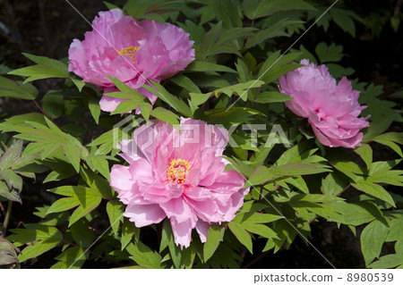 Spring peony in Tokyo Ueno Toshogu Shrine 8980539